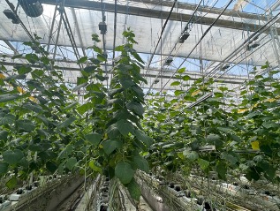 用 AI 种菜的农业科学家们，试图发起一场产业革命